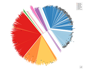 The differentiation between African and Asian genomes is evident in this neighbour-joining tree that shows population structure across all sampling sites. Sample branch colour indicates country of collection. Credit: DOI: 10.7554/eLife.08714